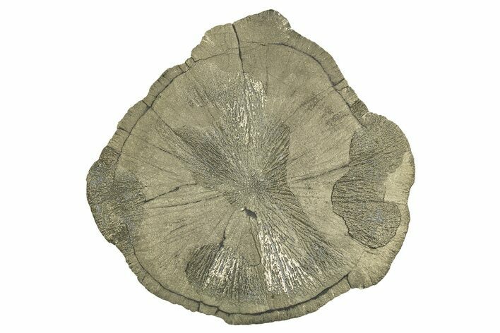 Large, Pyrite Sun - Sparta, Illinois #315835